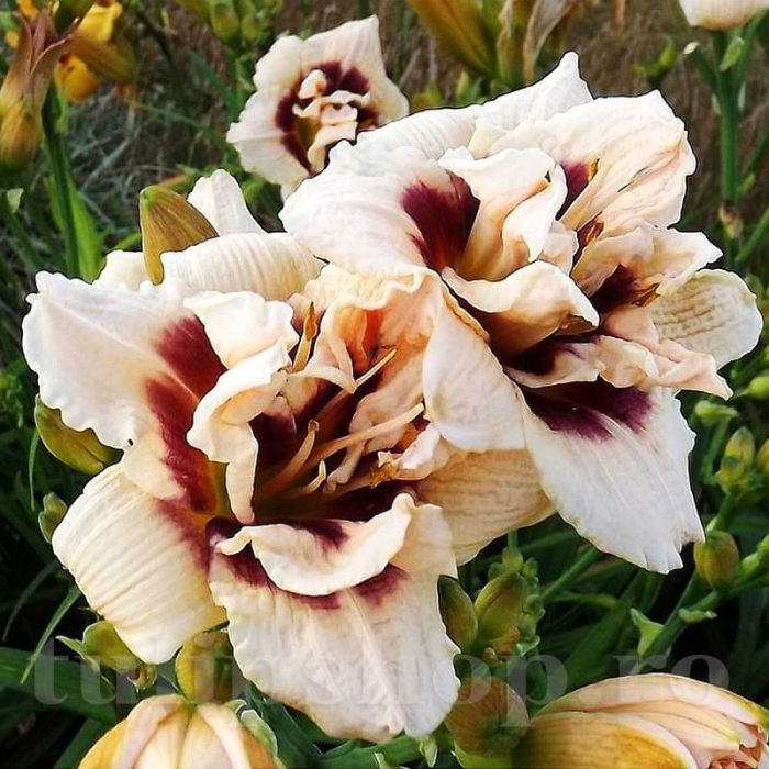 Hemerocallis Roswitha-pitic - imagine 2