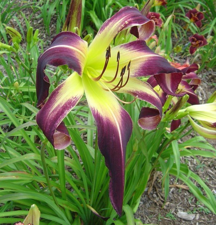 Hemerocallis Royal Celebration - imagine 2