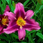 Hemerocallis Russian Rhapsody