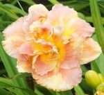Hemerocallis Solid Geometry