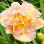 Hemerocallis Solid Geometry