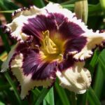 Hemerocallis Sabine Baur