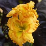 Hemerocallis Santa Cruz