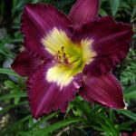 Hemerocallis Silent Sentry