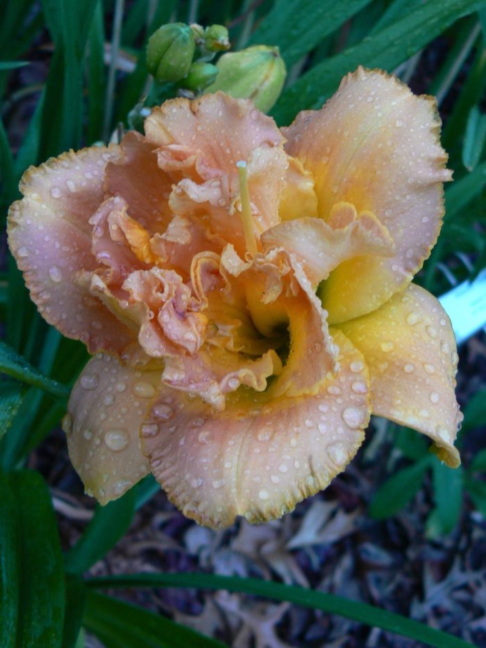 Hemerocallis Solid Geometry - imagine 3