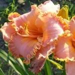 Hemerocallis Spacecoast Starburst