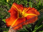 Hemerocallis  Tuscawilla Tigris - imagine 2