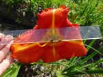Hemerocallis  Tuscawilla Tigris