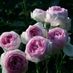 Trandafir Vesalius®