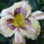 Hemerocallis Visual Intrigue
