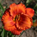 Hemerocallis Wassaw Island