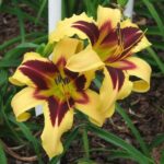 Hemerocallis Wild Horses
