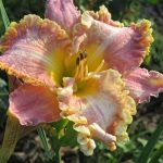 Hemerocallis Darla Anita