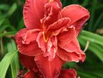 Hemerocallis Double Fire Cracker - imagine 2