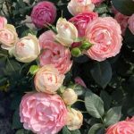 Trandafir Lovely Rokoko® - imagine 2