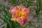 Hemerocallis Spacecoast Starburst-parfumat - imagine 3
