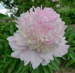 Bujor Petticoat Flounce -livrarea din februarie-martie