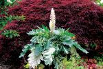 ACANTHUS WHITEWATER D19 - imagine 2