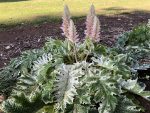 Acanthus mollis 'Tasmanian Angel'