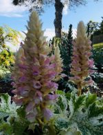Acanthus mollis 'Tasmanian Angel' - imagine 2