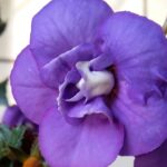 Achimenes  Alter Ego