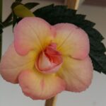 Achimenes Amie Saliba IMP