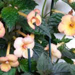 Achimenes  Anna Foya