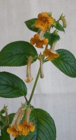 Achimenes Antirrhina v Yellow - imagine 2