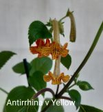 Achimenes Antirrhina v Yellow - imagine 3