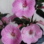 Achimenes  Apple Blossom