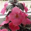 Achimenes Arletta Pink