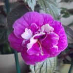 Achimenes  BriD's Charlotte Tereza