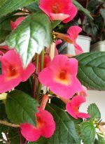 Achimenes Charlotta Grace