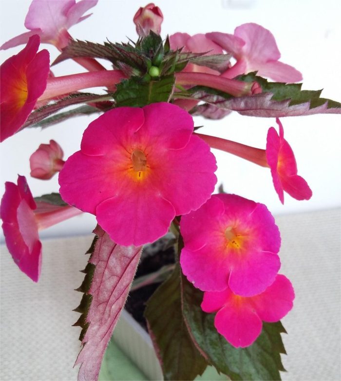 Achimenes  Cherry Flow - imagine 2