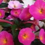 Achimenes  Cherry Flow