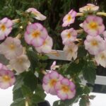 Achimenes  Coup de Foudre
