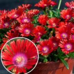 DELOSPERMA SUNDELLA RED-2L