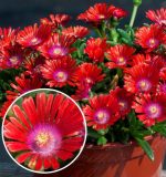 DELOSPERMA SUNDELLA RED-2L