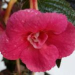 Achimenes Dale Martens IMP