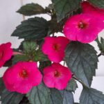 Achimenes  Firefly