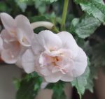 Achimenes Guadalupe - imagine 2