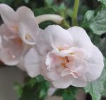 Achimenes Guadalupe