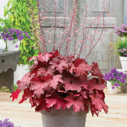 HEUCHERA MAGMA