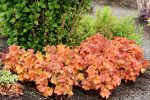 HEUCHERA NORTHERN EXPOSURE AMBER-2L-livrarea din martie - imagine 2