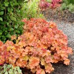 HEUCHERA NORTHERN EXPOSURE AMBER