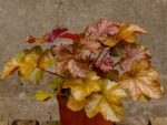 HEUCHERA WORLD CAFFE AMERICANO -livrarea din martie 2026