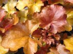 HEUCHERA WORLD CAFFE AMERICANO -livrarea din martie 2026 - imagine 3