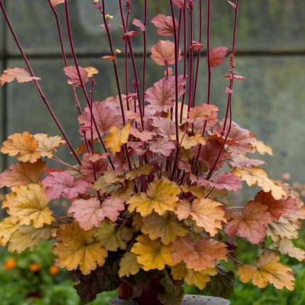 HEUCHERA WORLD CAFFE AMERICANO