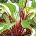 HOSTA RASPBERRY SUNDAE