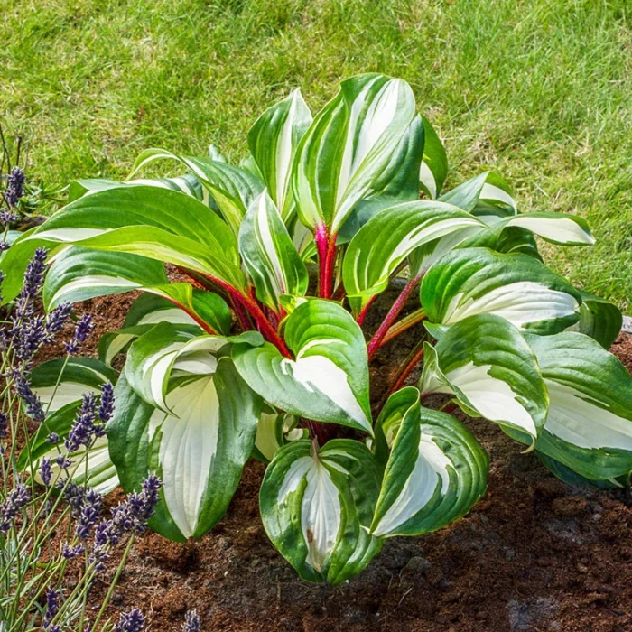 HOSTA RASPBERRY SUNDAE - imagine 2